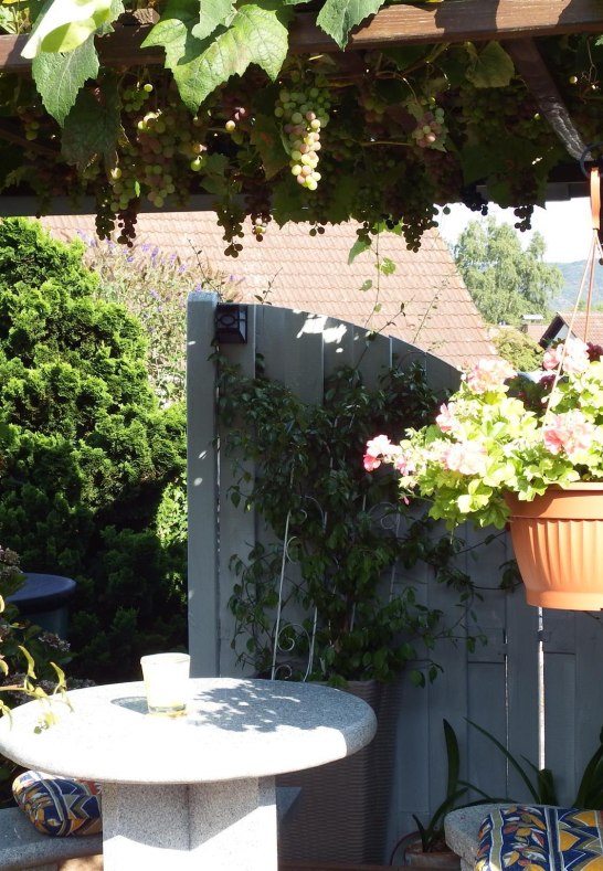 Garten2 | &copy; Charlotte Falkenmayer