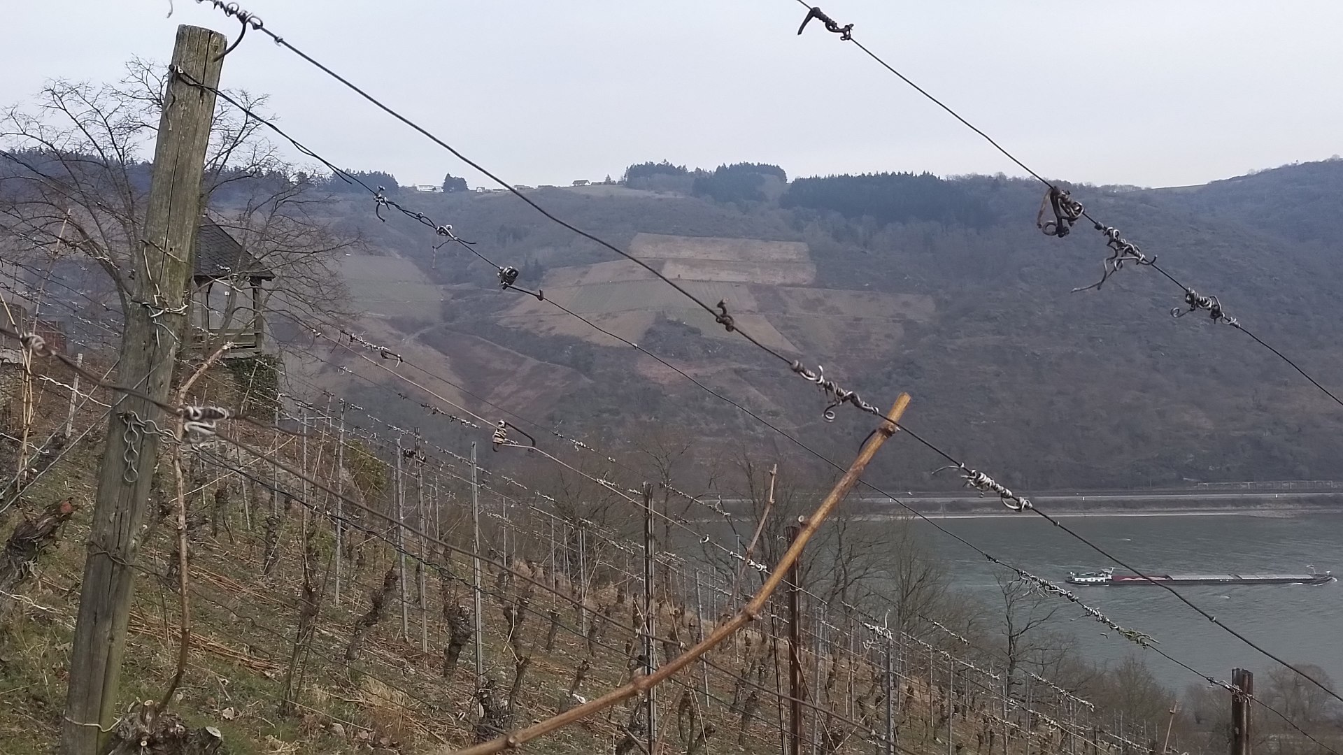 © Mittelrhein-Wein e. V.