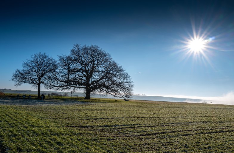 Adolfseiche | &copy; Klaus Breitkreutz