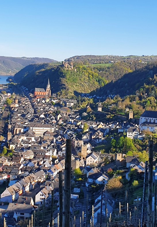 Weinberg | © S. Glöckner, Oberwesel
