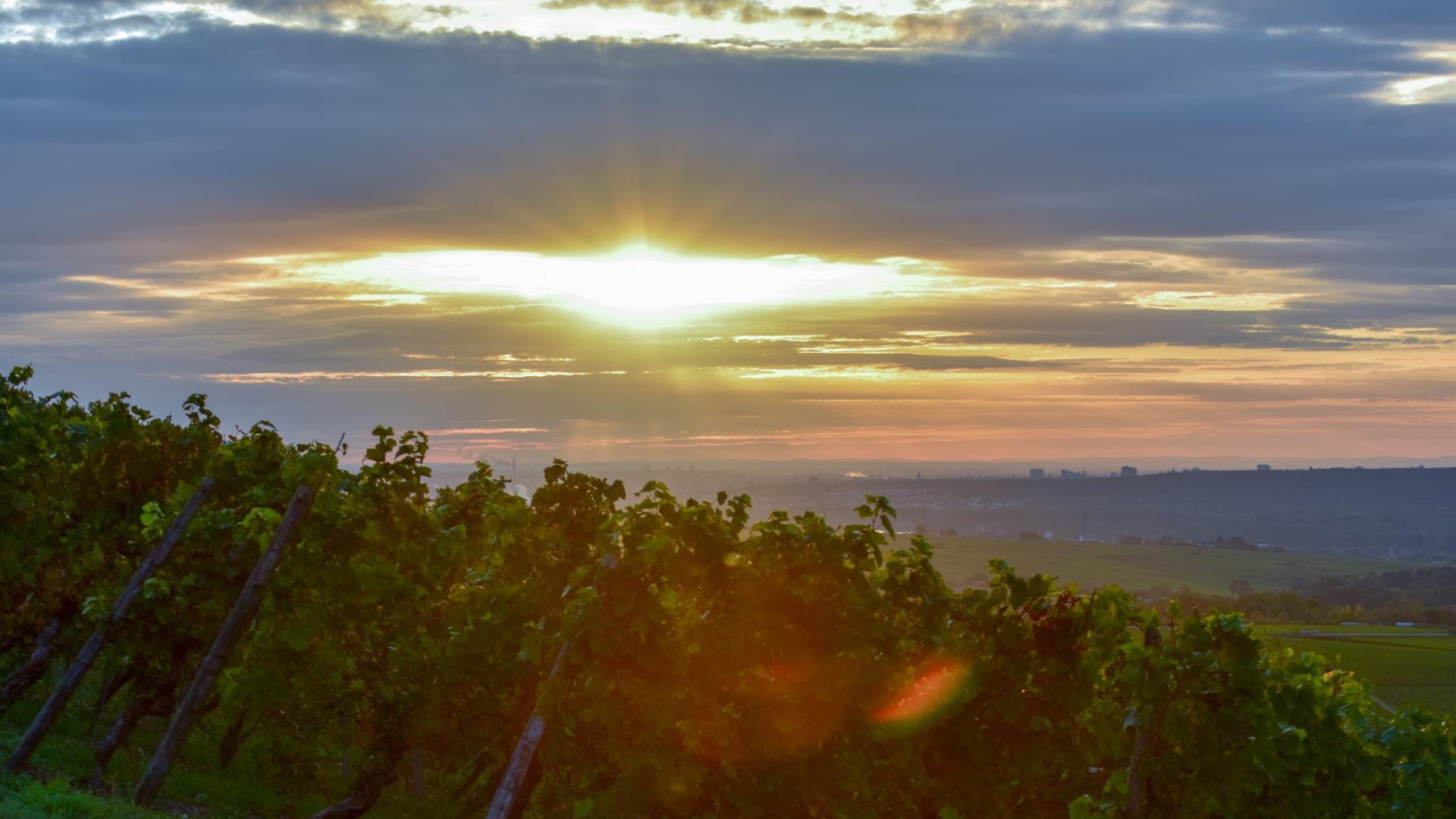 Weinberge | &copy; Weingut Kurt Bug