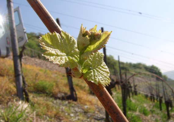 Fr&uuml;hjahr, neuer Rebtrieb im Bopparder Hamm | &copy; Weingut Volk