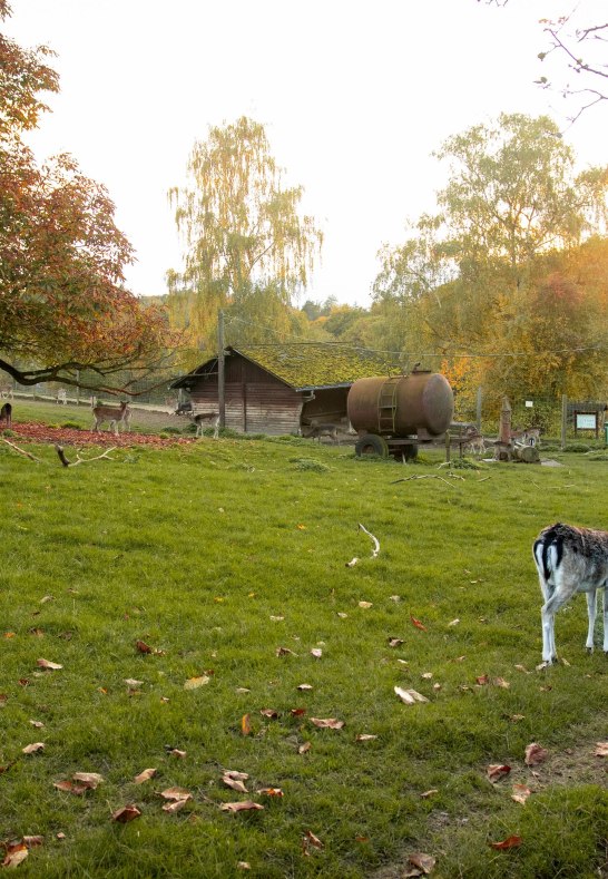 Reh. | © Johannes Bruchhof