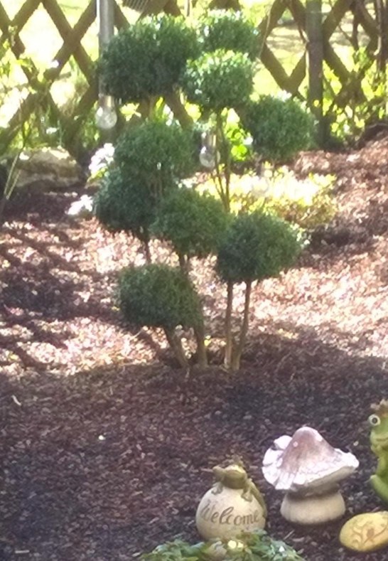 Garten | &copy; Petra Erbar