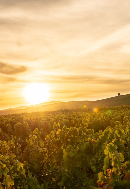 Weingut Ke&szlig;ler2 | &copy; Weingut Ke&szlig;ler