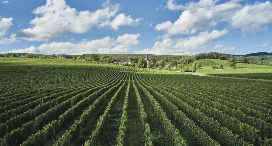 Weinberge Schloss Vollrads | © Hessen Tourismus, Roman Knie Weinberge Schloss Vollrads | © Hessen Tourismus, Roman Knie