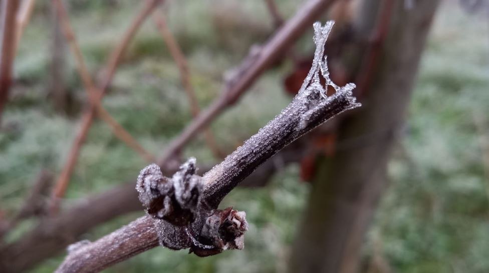 © Mittelrhein-Wein e. V. © Mittelrhein-Wein e. V.