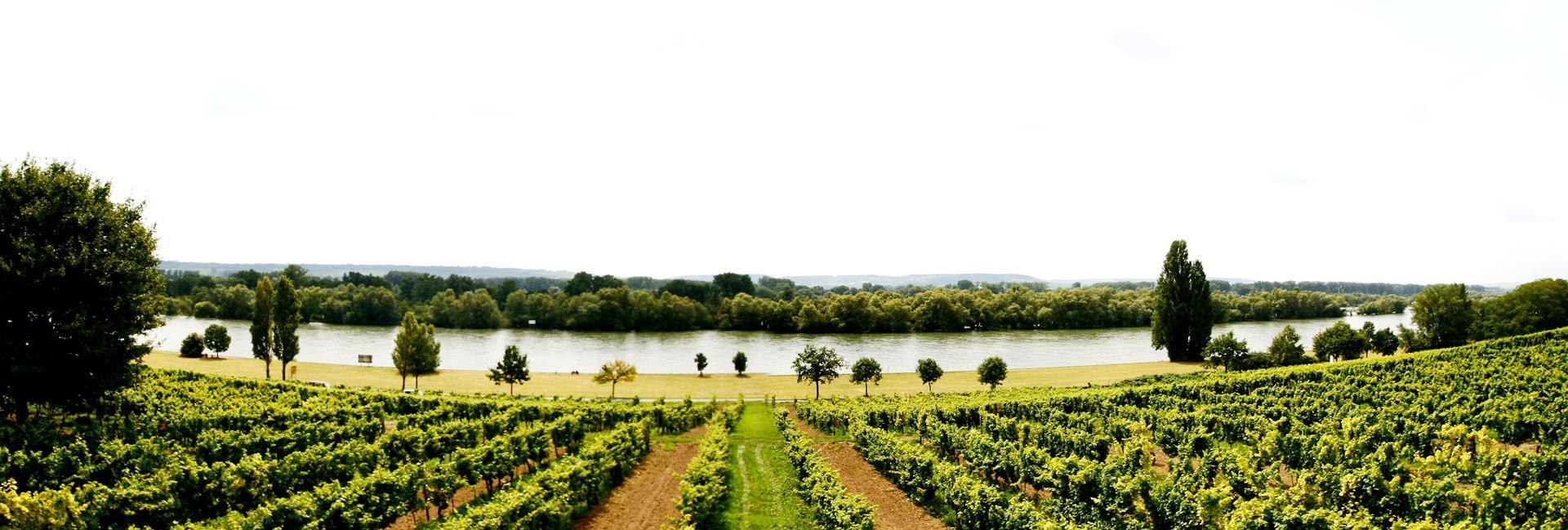 Gutsausschank Rheinblick | &copy; Gutsausschank Rheinblick