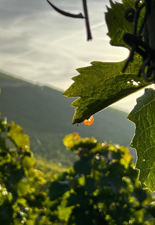 WhatsApp Bild 2023-10-02 um 08.45.16_a95feff3 | &copy; Fam.Lorenz