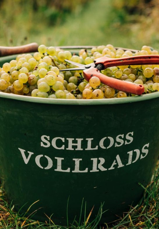 Schloss Vollrads Lese | &copy; Schloss Vollrads