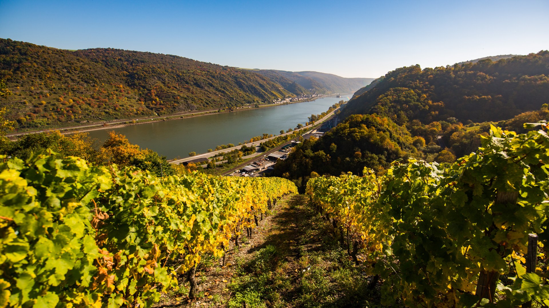 Weinberg bei Oberwesel | © Henry Tornow Weinberg bei Oberwesel | © Henry Tornow