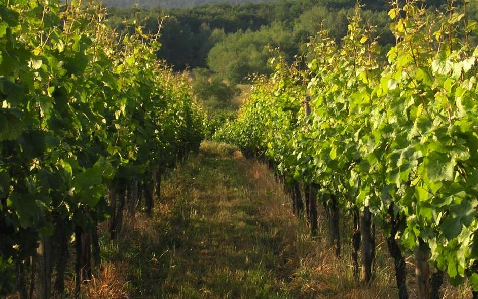 Weingut Dr. Gietz | © Weingut Dr. Gietz Weingut Dr. Gietz | © Weingut Dr. Gietz