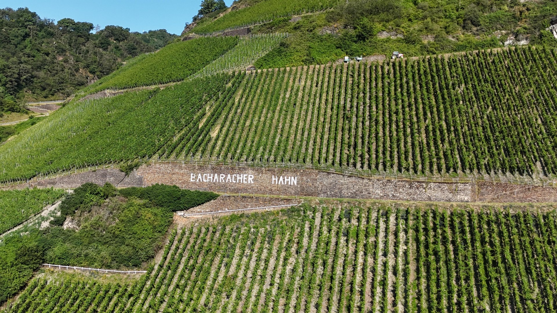 Bacharacher Hahn | © RNT, Simone Bohr Bacharacher Hahn | © RNT, Simone Bohr