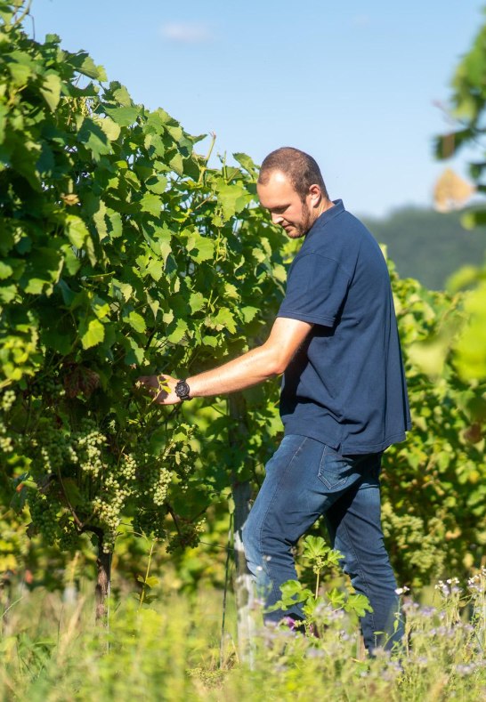 Weinbergsarbeit | &copy; Weingut Spurzem