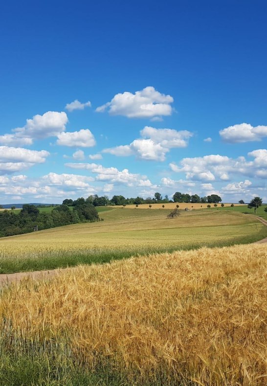 Weitblick2 | &copy; TI Erlebnis Rheinbogen