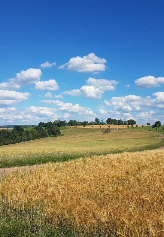 Weitblick2 | &copy; TI Erlebnis Rheinbogen