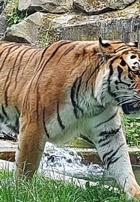 Tiger | &copy; R&auml;mer