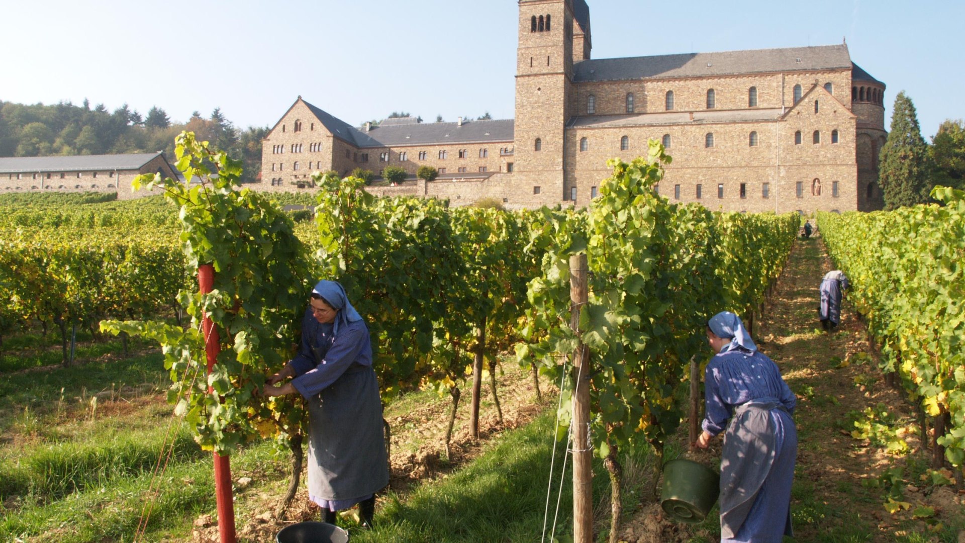 Weinlese | © Vereinigung der Benediktinerinnen zu St. Hildegard Weinlese | © Vereinigung der Benediktinerinnen zu St. Hildegard