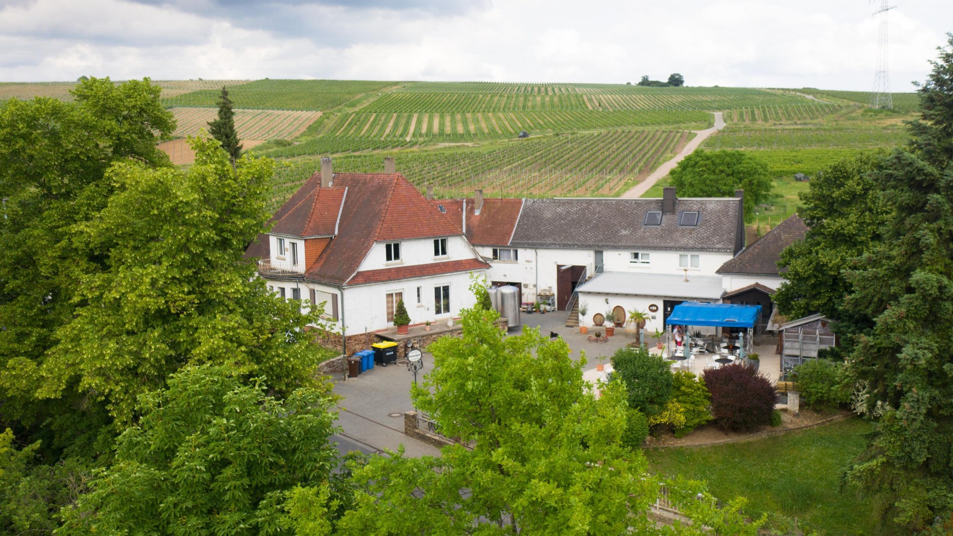 Weingut Jonas Vogelperpesktive | &copy; Silvia Jonas