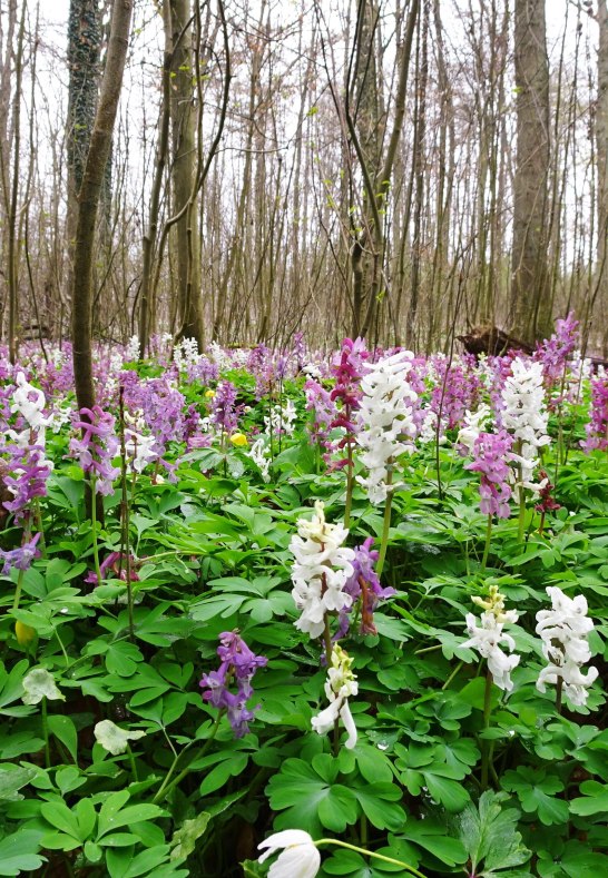 bl&uuml;hender Waldboden | &copy; Naturpark Rhein-Westerwald