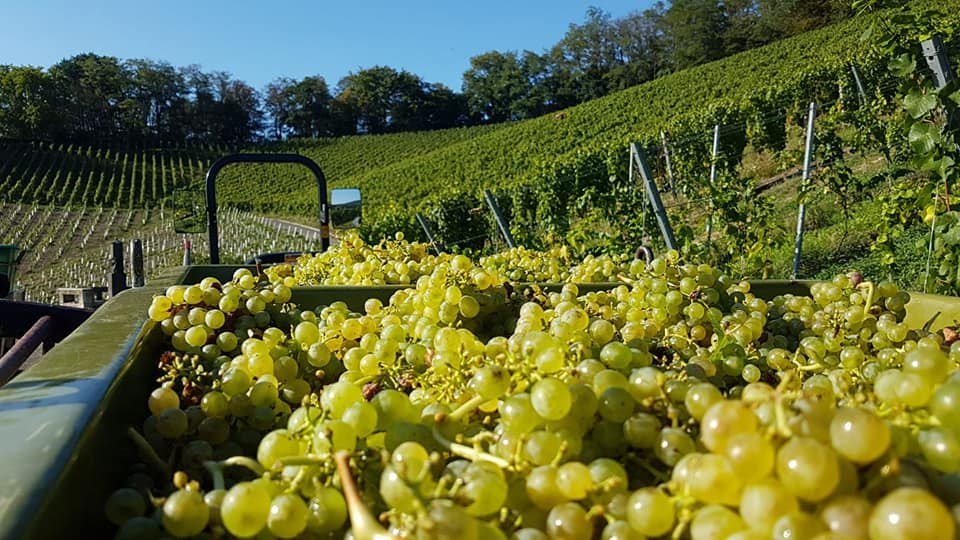 Weinlese in Oberdollendorf  | © Weingut Blöser