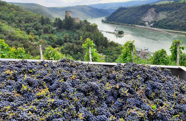 Traubenlese | &copy; Bahles