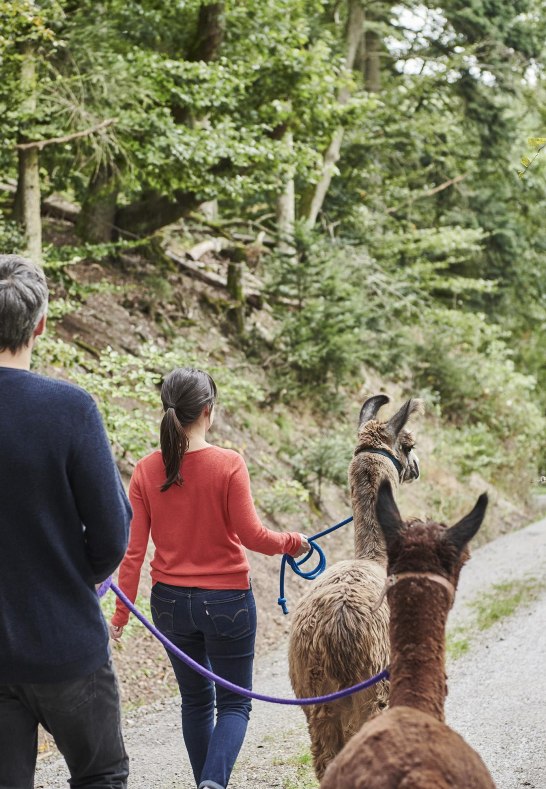 Wandern mit Lamas und Alpakas | © HA Hessen Tourismus, Roman Knie Wandern mit Lamas und Alpakas | © HA Hessen Tourismus, Roman Knie