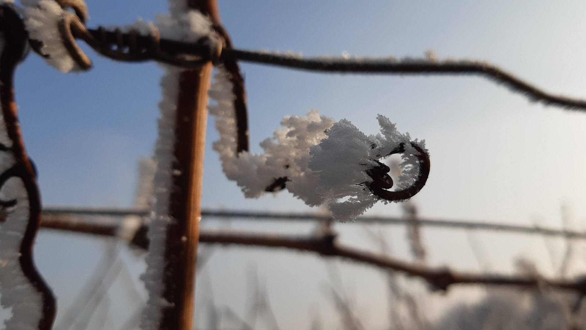 &copy; Mittelrhein-Wein e. V.