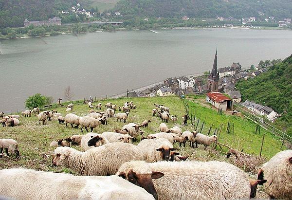Sch&auml;ferei Gierden | &copy; Sch&auml;ferei Gierden