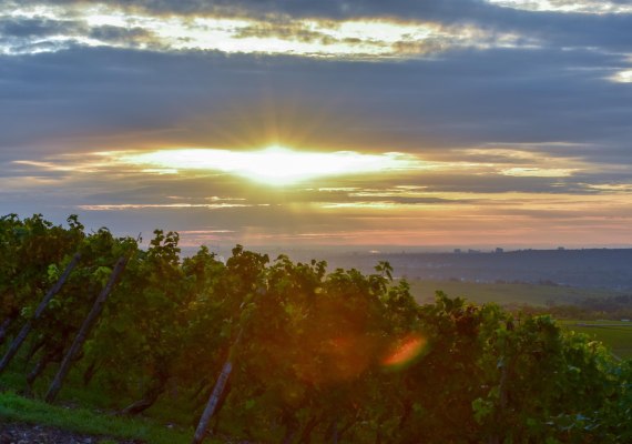 Weinberge Weingut Kurt Bug | &copy; Weingut Kurt Bug