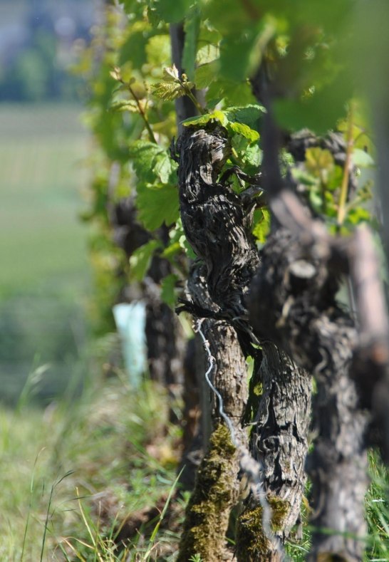 Weingut Martin Klein Rebe | © Weingut Martin Klein