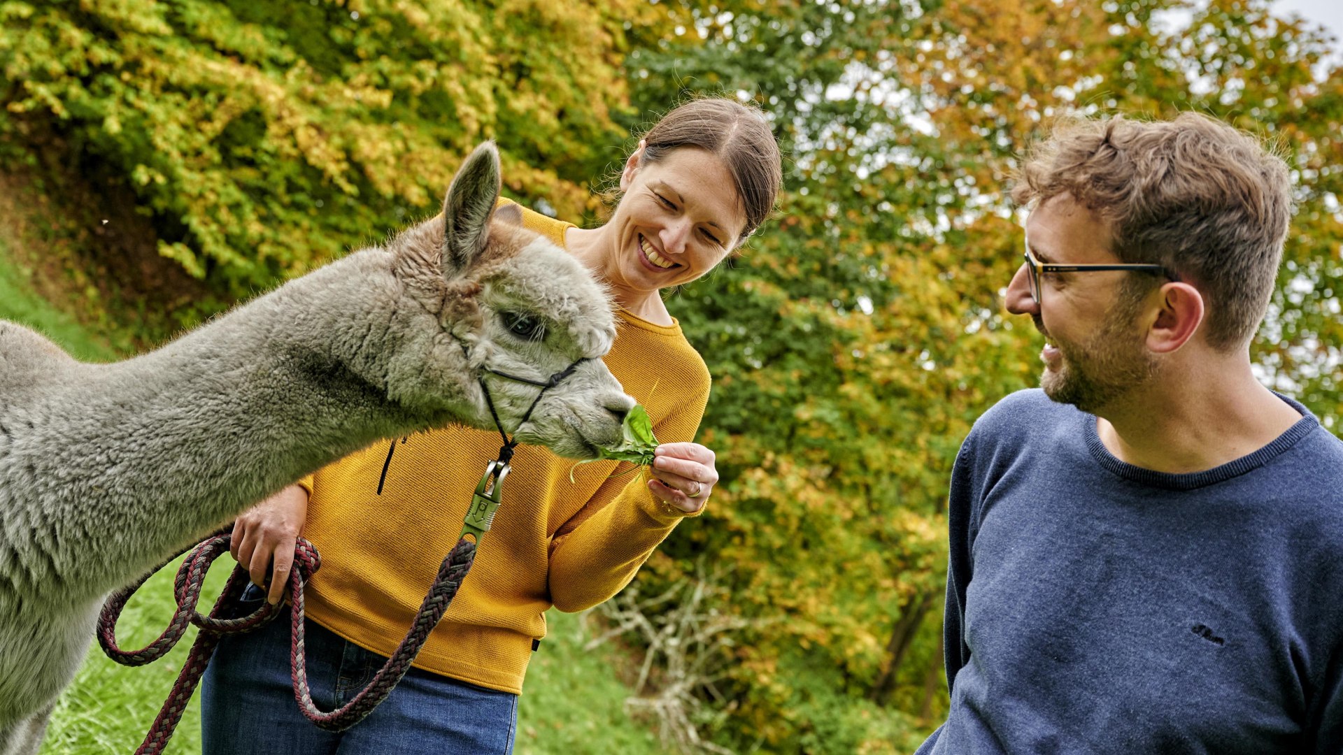 Alpakas | © Florian Trykowski Alpakas | © Florian Trykowski