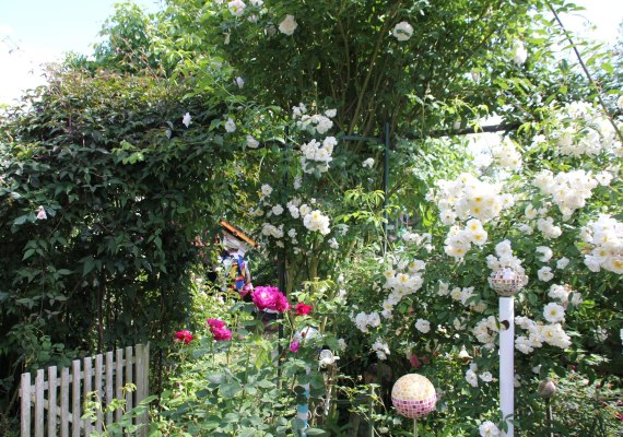 Rosen in Medenscheid_1 | &copy; Beate Lieber