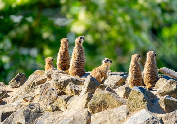 Erdm&auml;nnchen | &copy; Patrick Gawandtka
