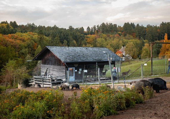 Remstecken, Gehege | © Johannes Bruchhof