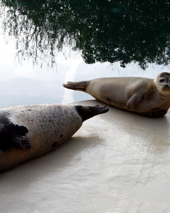 Seehund | &copy; Presseb&uuml;ro der Stadt Neuwed