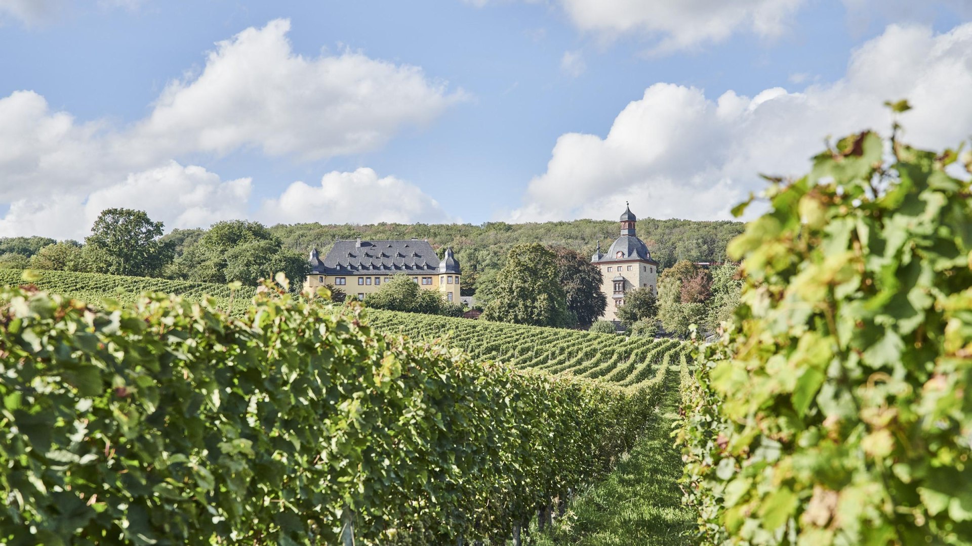 Schloss Vollrads Weinberge | &copy; Hessen Tourismus, Roman Knie