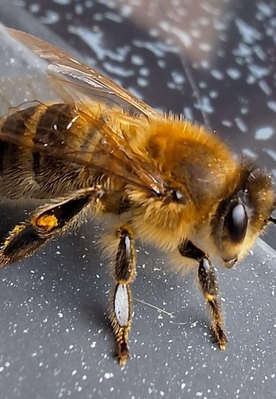 Honigbiene | © Charlotte Kleinschmidt Honigbiene | © Charlotte Kleinschmidt