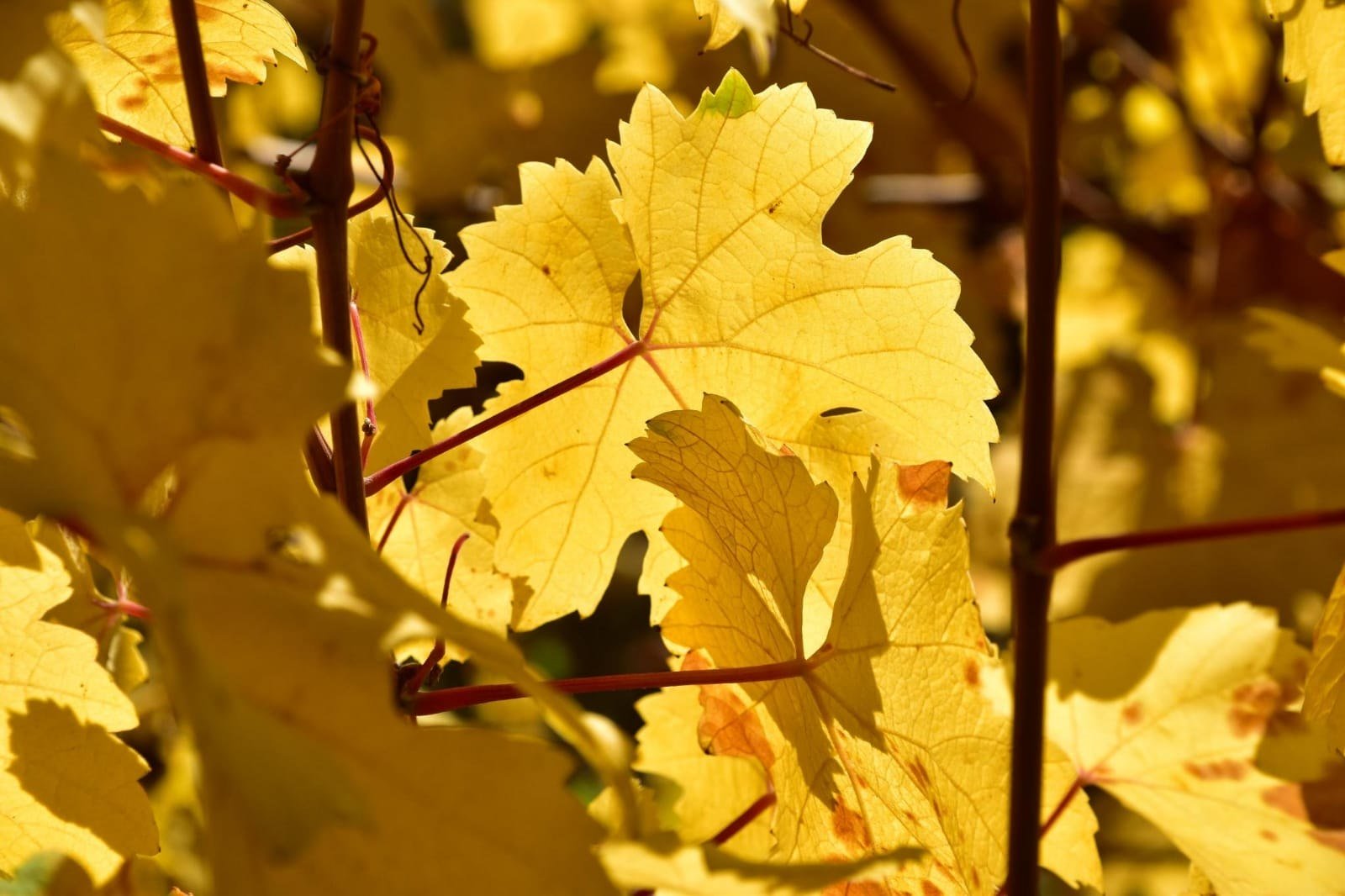 Herbstlaub | © Albert Kunz Herbstlaub | © Albert Kunz