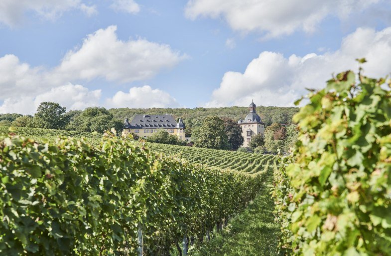 Schloss Vollrads Weinberge | &copy; Hessen Tourismus, Roman Knie