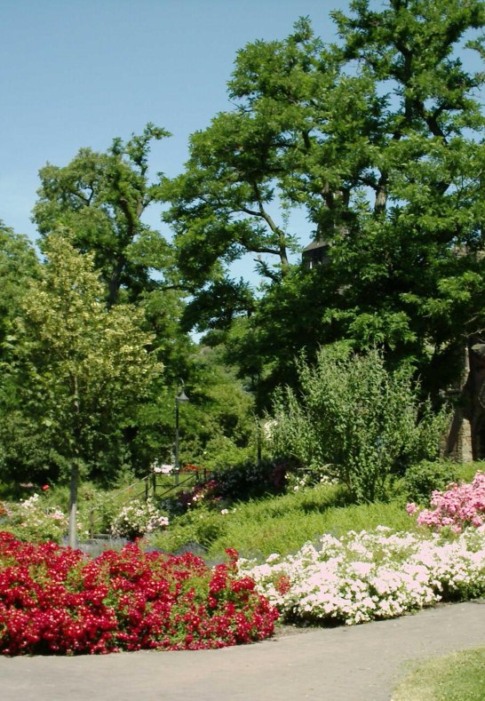 Rosen1 | © unbekannt Rosen1 | © unbekannt