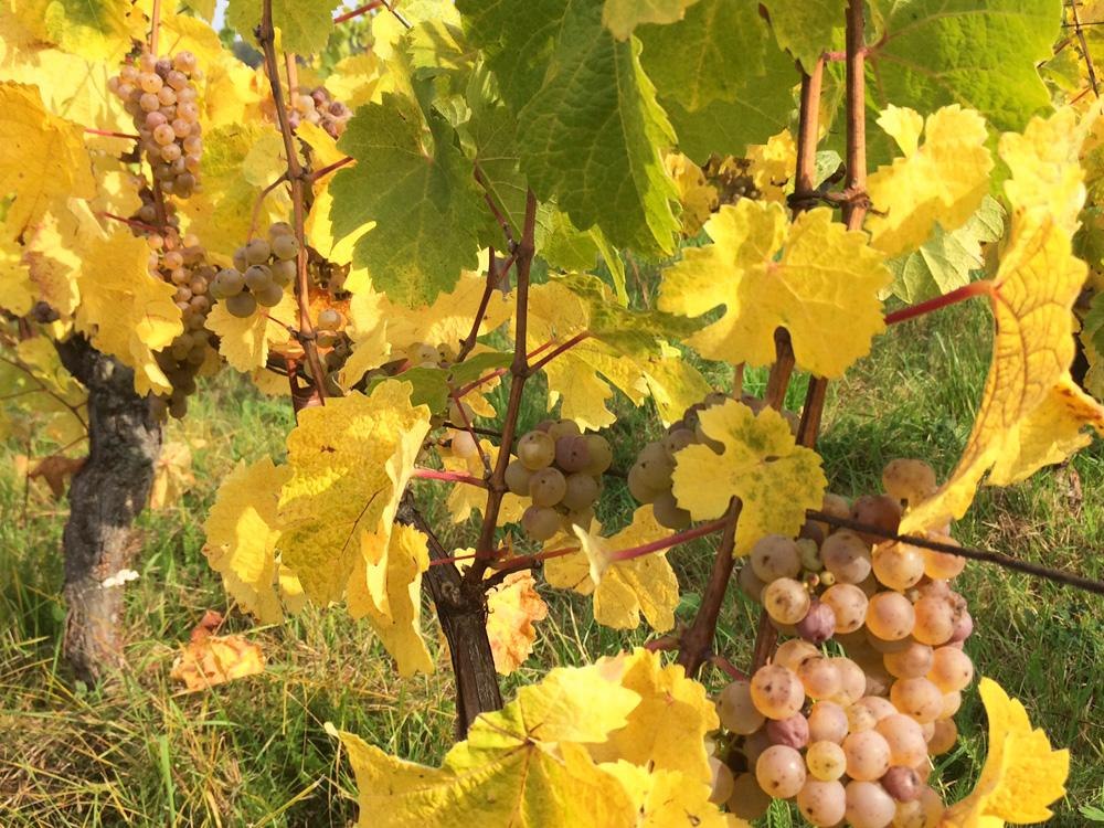 Sch&ouml;ne Weintrauben | &copy; Christoph Sch&uuml;tt und Andreas Frosch