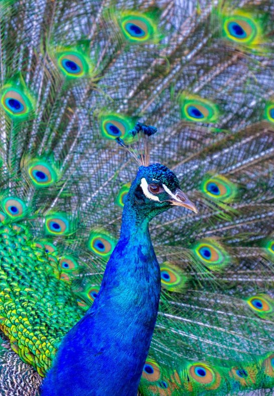 Pfau Zoo | &copy; Patrick Gawandtka