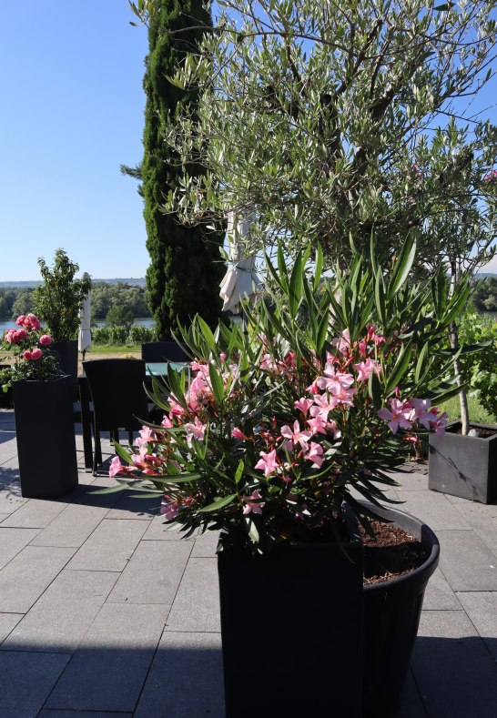 Urlaubsfeeling in Hattenheim | &copy; Michael Statzner