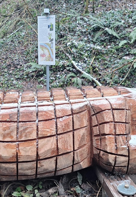 Ein Krokodil am Wanderweg | &copy; T. Biersch