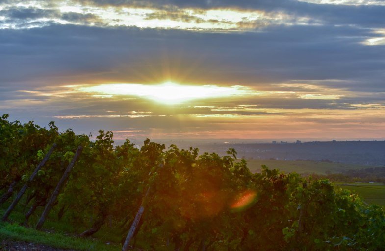 Weinberge | © Weingut Kurt Bug Weinberge | © Weingut Kurt Bug