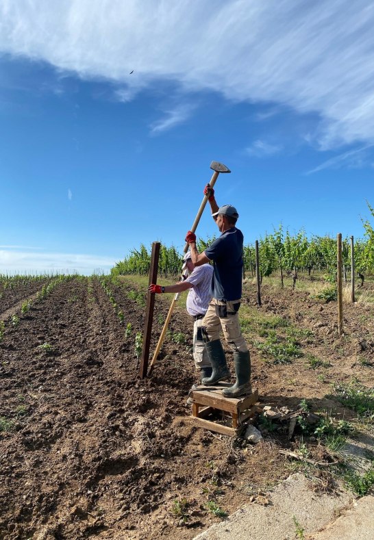 Weingut Martin Klein Weinberg | © Weingut Martin Klein