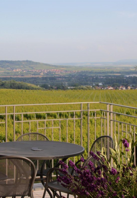 Fernblick | &copy; Weingut Freimuth