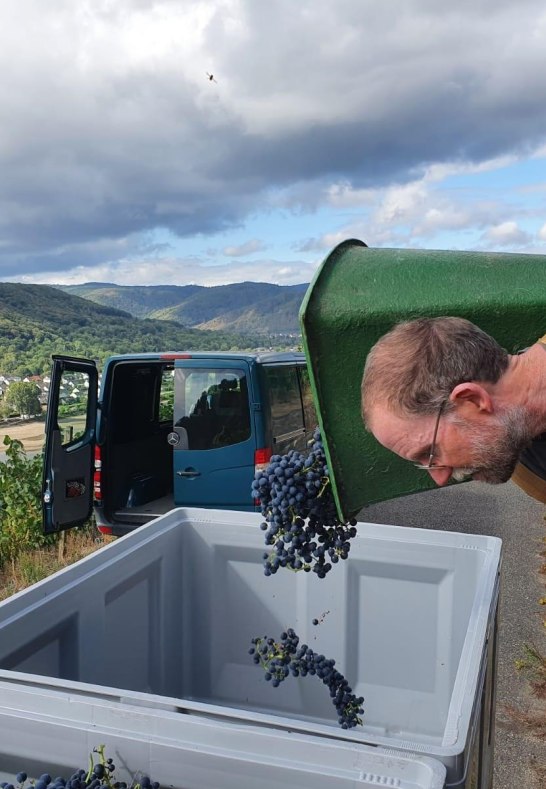 Regentlese im Weingut Volk, Ausleeren der Hotte | &copy; Weingut Volk