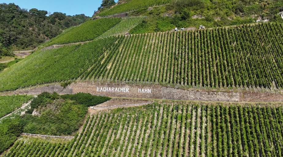 Bacharacher Hahn | &copy; RNT, Simone Bohr